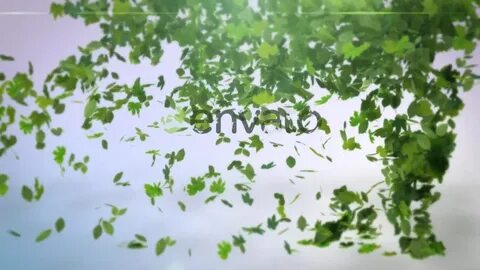 Leaves flew
