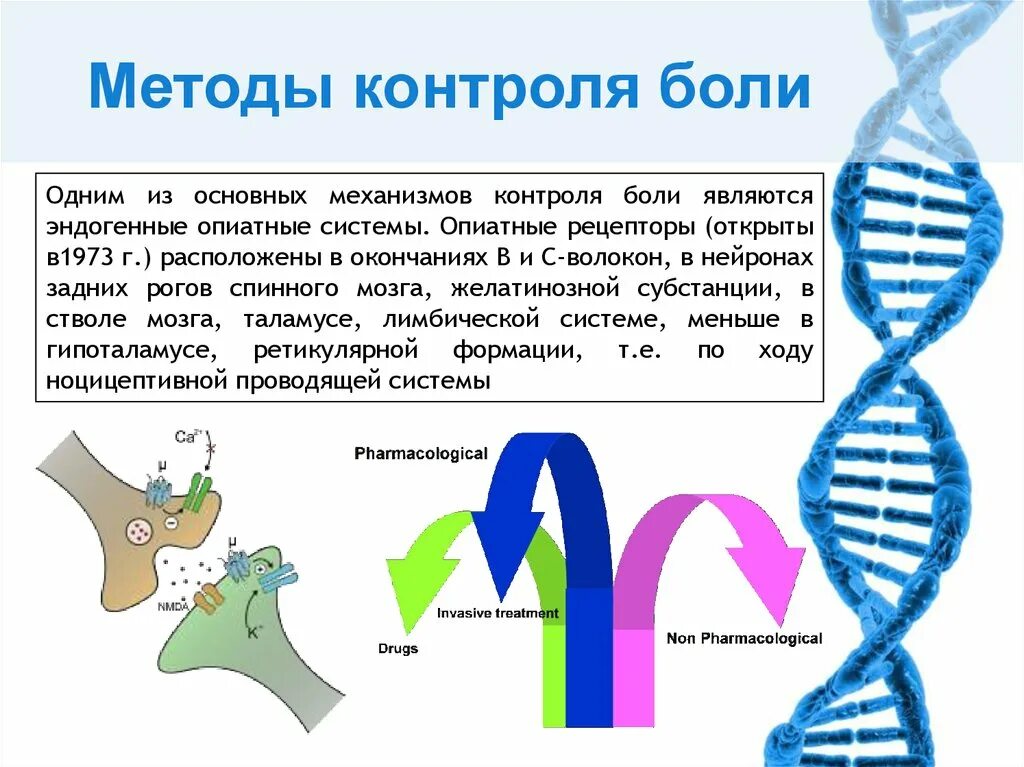 Нисходящий контроль. Локальный контроль боли. нисходящий контроль боли. локальный контроль боли схема. механизм воротного контроля боли.