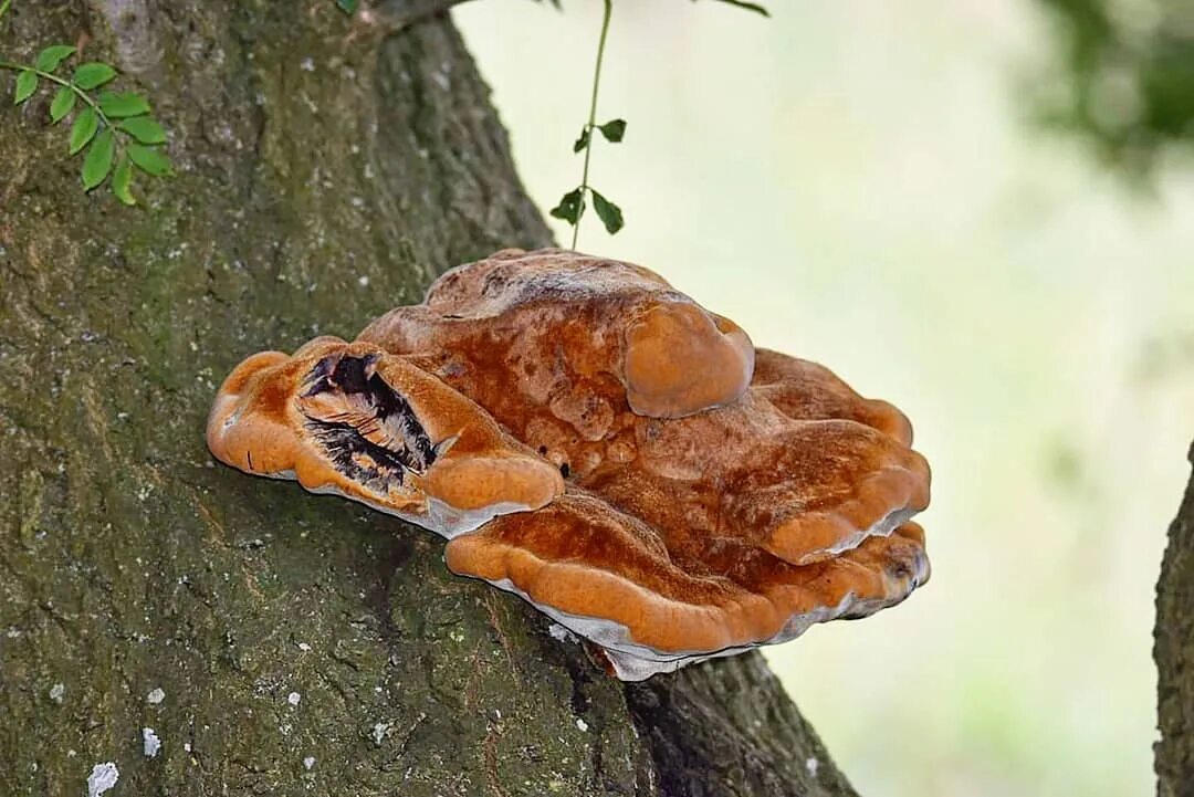 трутовик литшауэра. дедалеопсис трутовик. гриб трутовик. трутовик щетинистоволосый. трутовик настоящий fomes fomentarius.