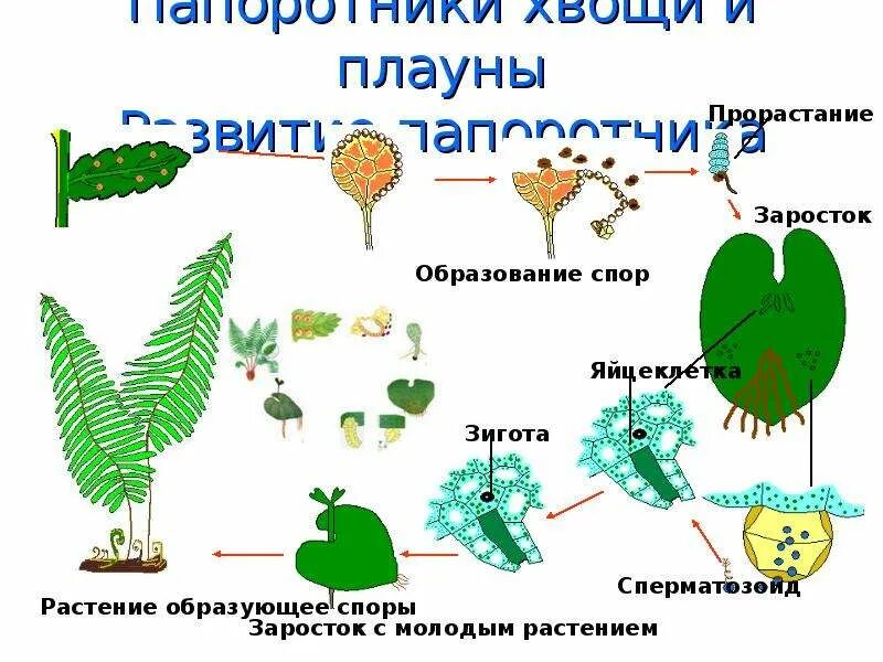 Споры плауна образуются. Размножение папоротников схема. Цикл развития папоротников хвощей. Цикл развития папоротника схема. Размножение споровых растений.