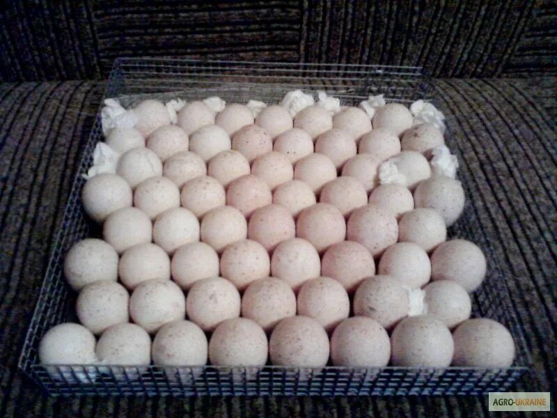 Купить индюшиные яйца для инкубатора. Инкубационное яйцо индейки Биг 6. Яйцо инкубационное индюшиное Биг 6. Инкубационное яйцо индюшат Биг-6. Инкубационное яйцо индюков Биг-6.