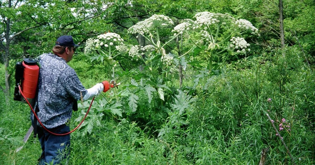 Вредный сорняк. Борщевик Сосновского. Борщевик ядовитое растение. Борщевик Сосновского побеги. Борщевик Мантегацци.