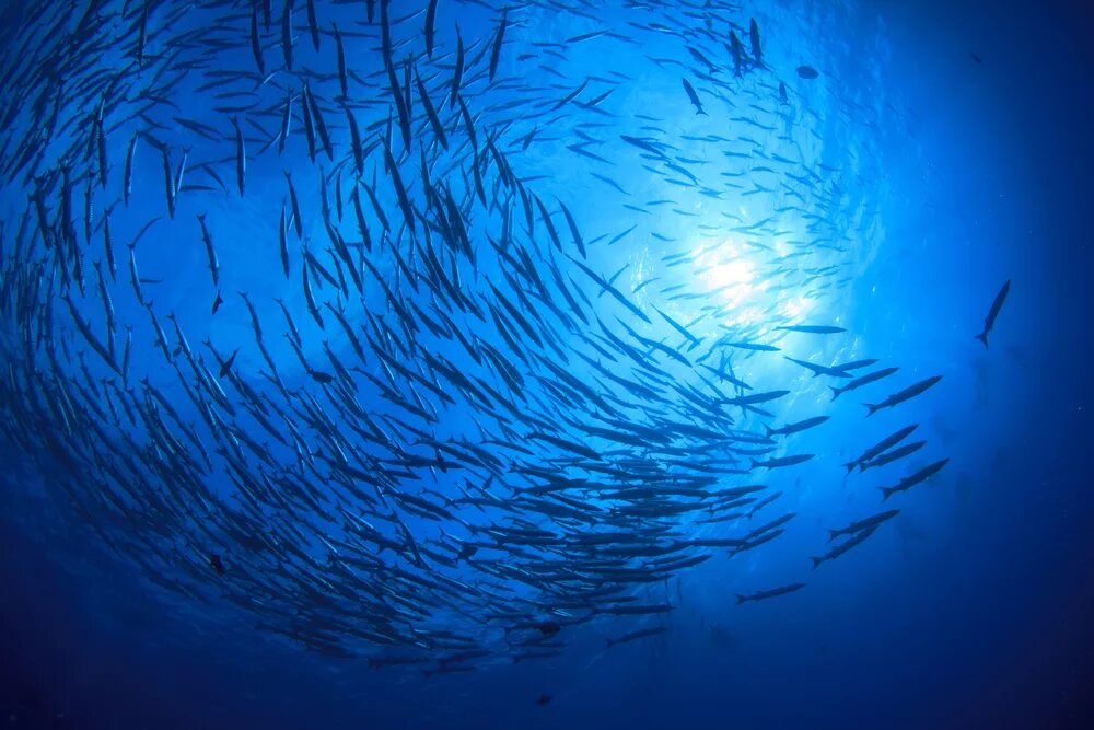 5 океанов рыба. Рыбы в океане. Рыбки под водой. Косяки рыб в океане. Рыбки в океане.
