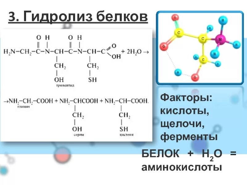 Гидролиз белков происходит. Гидролиз белков. Гидролиз белков схема. Гидролиз белков ферменты. Кислотный гидролиз белков.