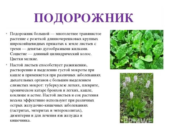 Почему растение подорожник так названо текст. Подорожник лекарственное растение. подорожник описание. подорожник сведения о растении. рассказ о подорожнике.