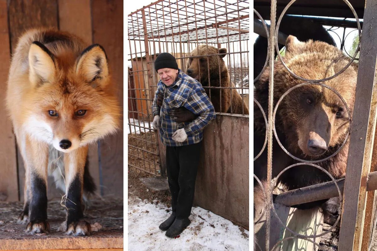 животные шарыпово. животные шарыпово. портрет барана. купить цвергшсерого щенка с питомника по всей россии. котенок 1,5месяца сравнение.