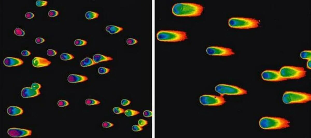 Днк методом tunel. Метод ДНК комет. Метод ДНК-комет (Comet Assay). Метод ДНК комет пробоподготовка. Этапы метода ДНК комет схема.