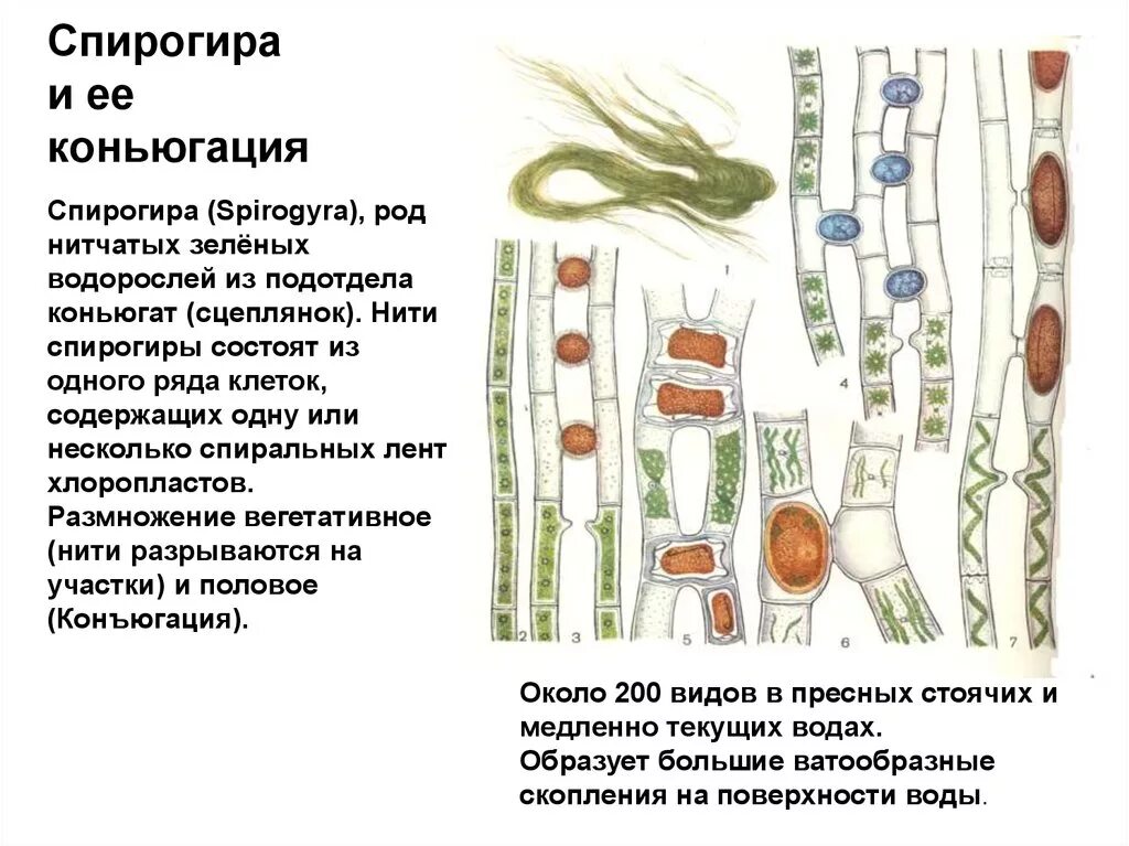 Спирогира развитие. Вегетативное размножение спирогиры. Жизненный цикл спирогиры схема. Конъюгация водоросли спирогиры. Жизненный цикл спирогиры схема с подписями.