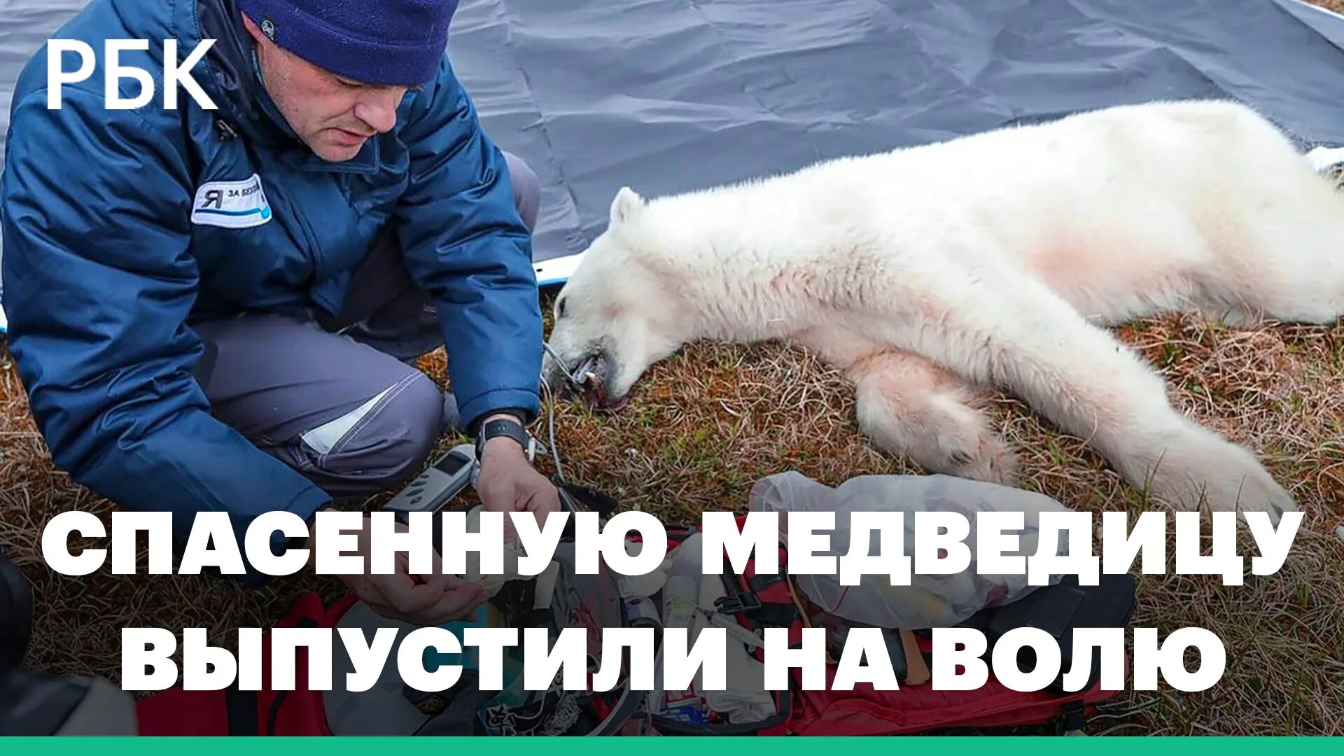 Спасенную медведицу