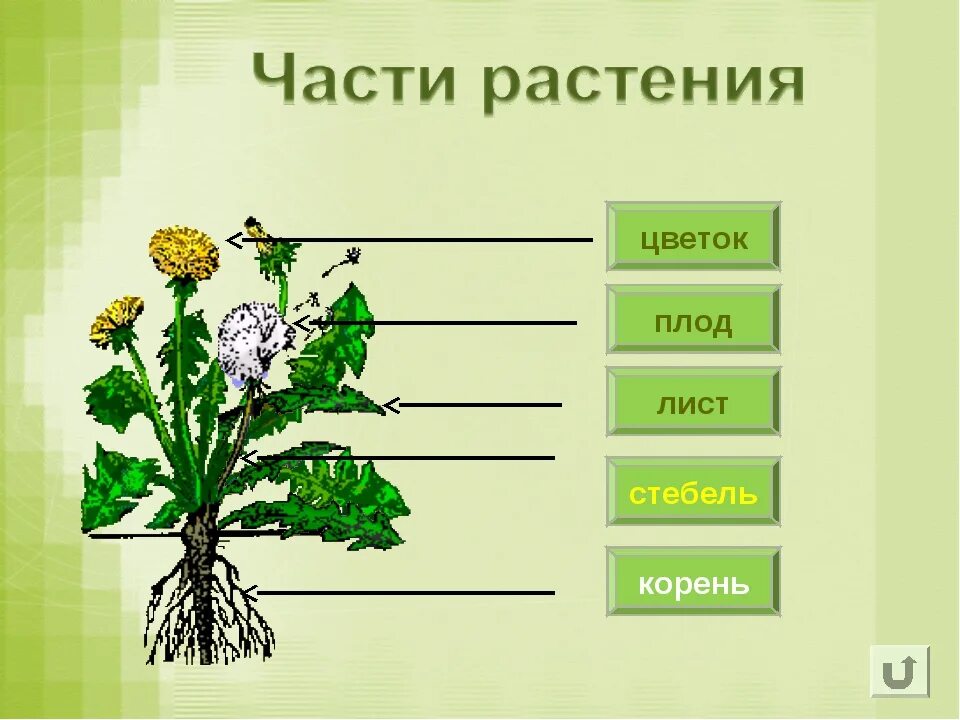 Стебель и листья корнеплодов 5 букв