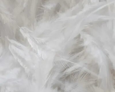 White stock
