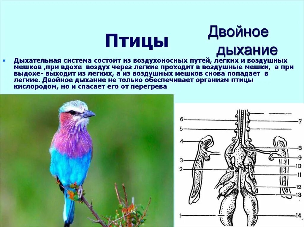 Дыхание птиц воздушные мешки. Дыхательная система птиц. Дыхательная система птицы состоит. Газообмен у птиц. Двойное дыхание у птиц.