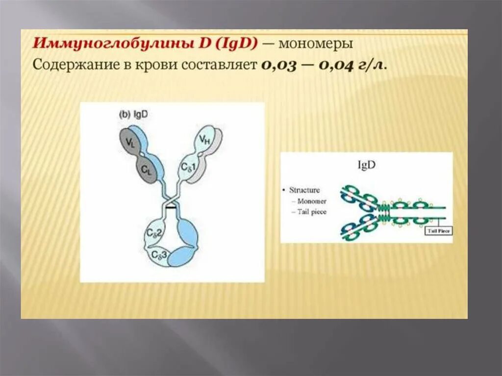 Иммуноглобулины класса d. Структура IGD. IGD строение. IGD строение иммуноглобулина. Иммуноглобулин е 5