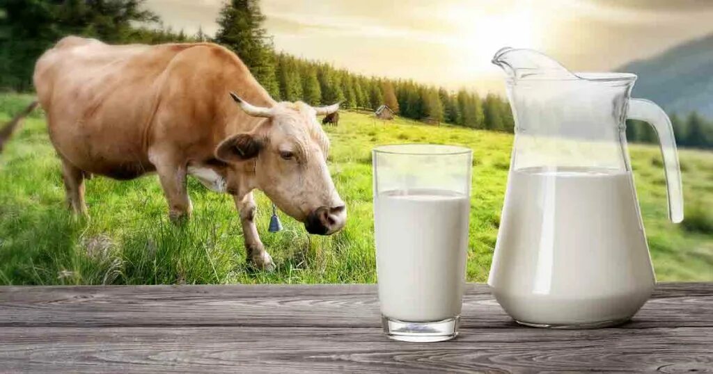 Ответить молоко. Билл Милк. Корова молоко. Молоко корова фон. Корова с кувшином молока.