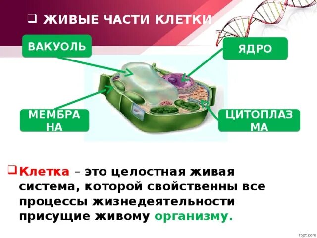 Главные части живой. Части живой клетки. Клетка это Живая система все части которой. Клетка как целостная Живая система.