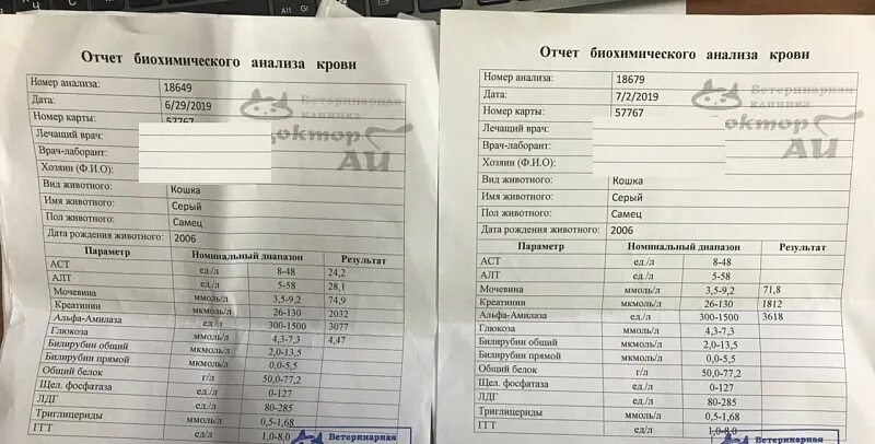 Креатинин у собак