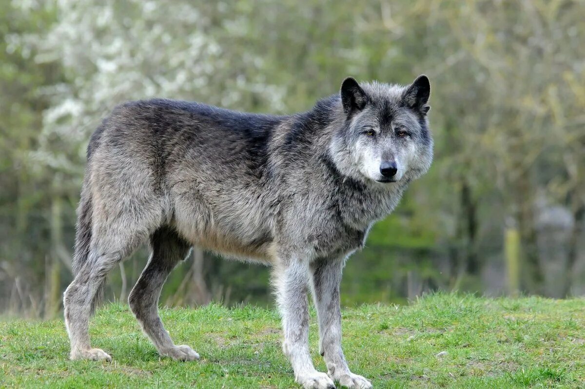 Макензийским равнинным волком. Волк Долины Маккензи. Макензийский Тундровый волк. Макензийский Равнинный волк канадский волк.