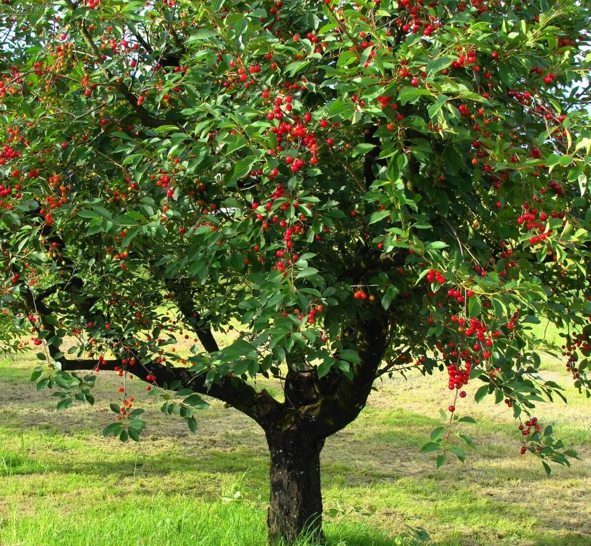 Название плодовых деревьев и кустарников