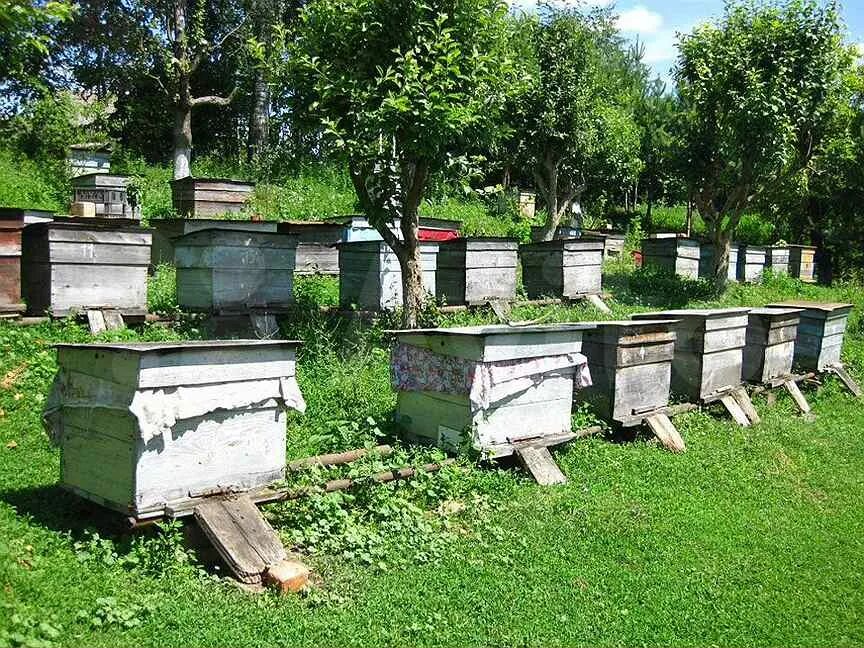 Несколько ульев. Много ульев. пчелы в городе. домик на пасеке. улей один много.