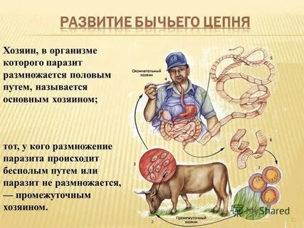 Какой организм называют основным хозяином