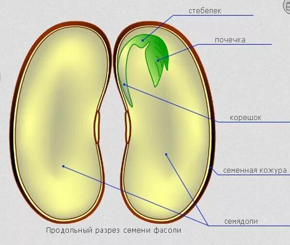 Почечка корень. Семядоли двудольных. Семядоли у двудольных растений. Строение семени двудольного растения фасоли рисунок. Двудольные строение семени 2 семядоли.
