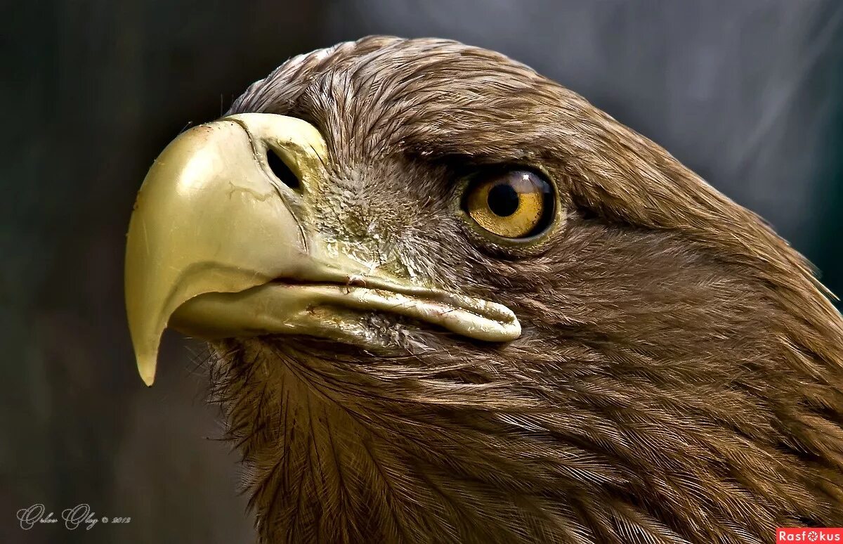 Грозный орел фото White Tailed Sea Eagle You might want to take a look at th. Bird of prey tattoo,