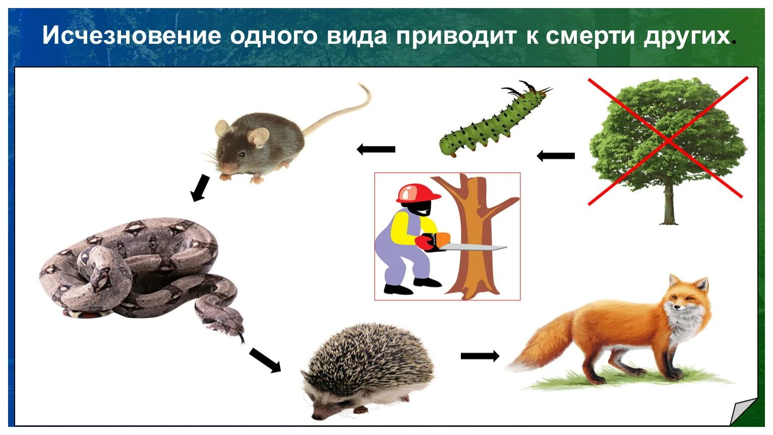 Вид прийти. Исчезновение одного вида приводи в исчезновению всех.