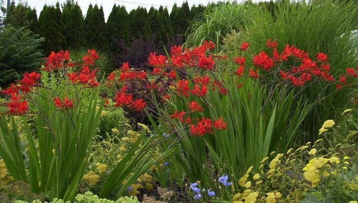 CROCOSMIA 'LUCIFER' (Montbretia) Spring flowering bulbs, Bulb flowers, Crocosmia