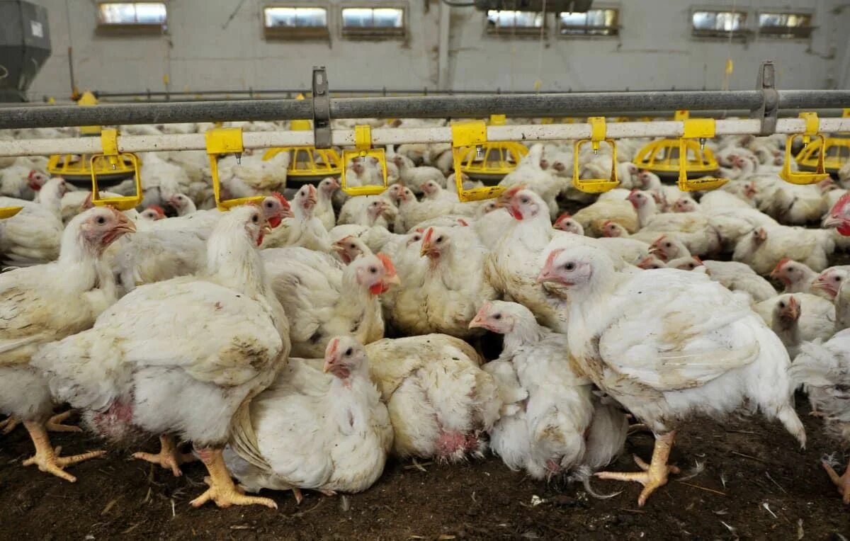 Не беспокой меня на ферме 2024. Якутская птицефабрика. Убой курицы на птицефабрике. Птицефабрика с открытым выгулом.