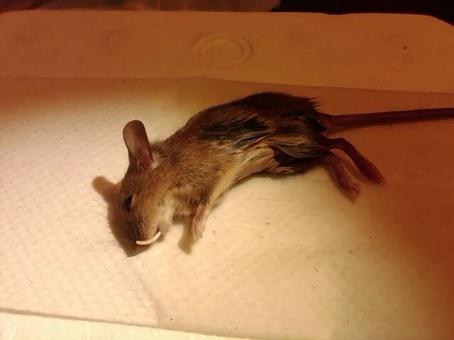 Мышевидный олень канчиль. Яванский малый канчиль. Саблезубая мышь. Олень канчиль. Малый оленёк канчиль.