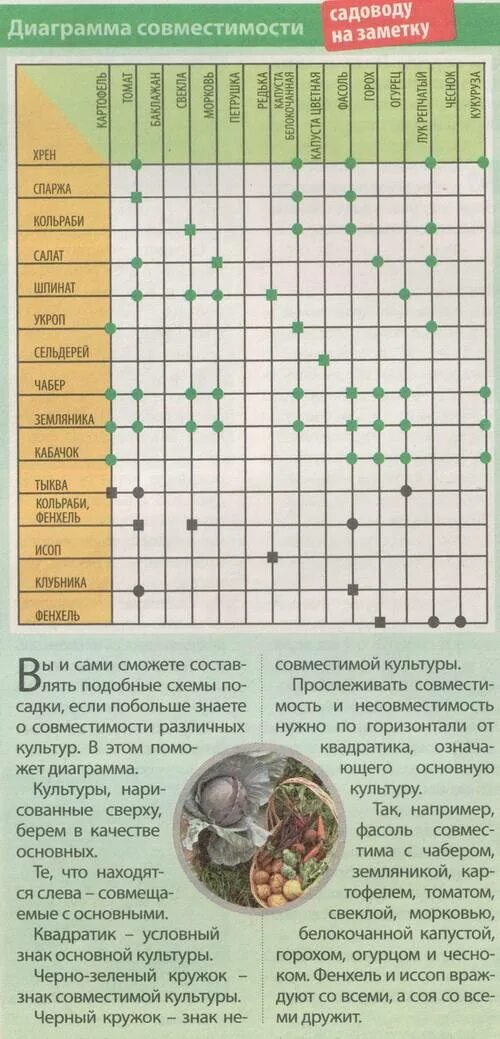 Совместимость посадок на грядке таблица. Таблица совместимости посадки овощей на огороде. соседство овощей на грядках в огороде таблица. таблица соседства овощных культур. таблица совместимости растений на огороде соседство овощей.