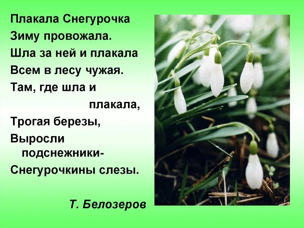 Стих про подснежник короткий. Стихотворение т Белозерова подснежники. Подснежники плакала Снегурочка зиму провожая. Стих про Подснежник. Стихотворение про Подснежник для детей.