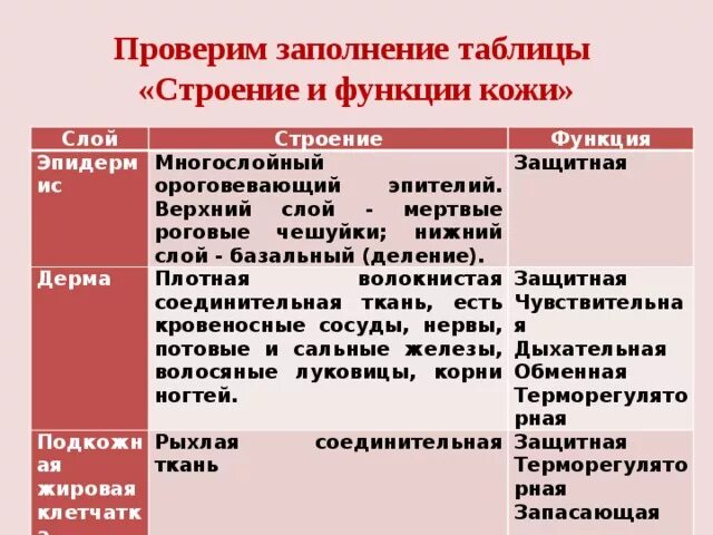 Функции кожи таблица 8 класс биология. Слои кожи строение и функции таблица. Строение и функции кожи таблица. Заполните таблицу строение и функции кожи. Строение кожи и ее функции таблица.