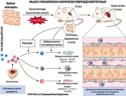 Стволовые клетки печени