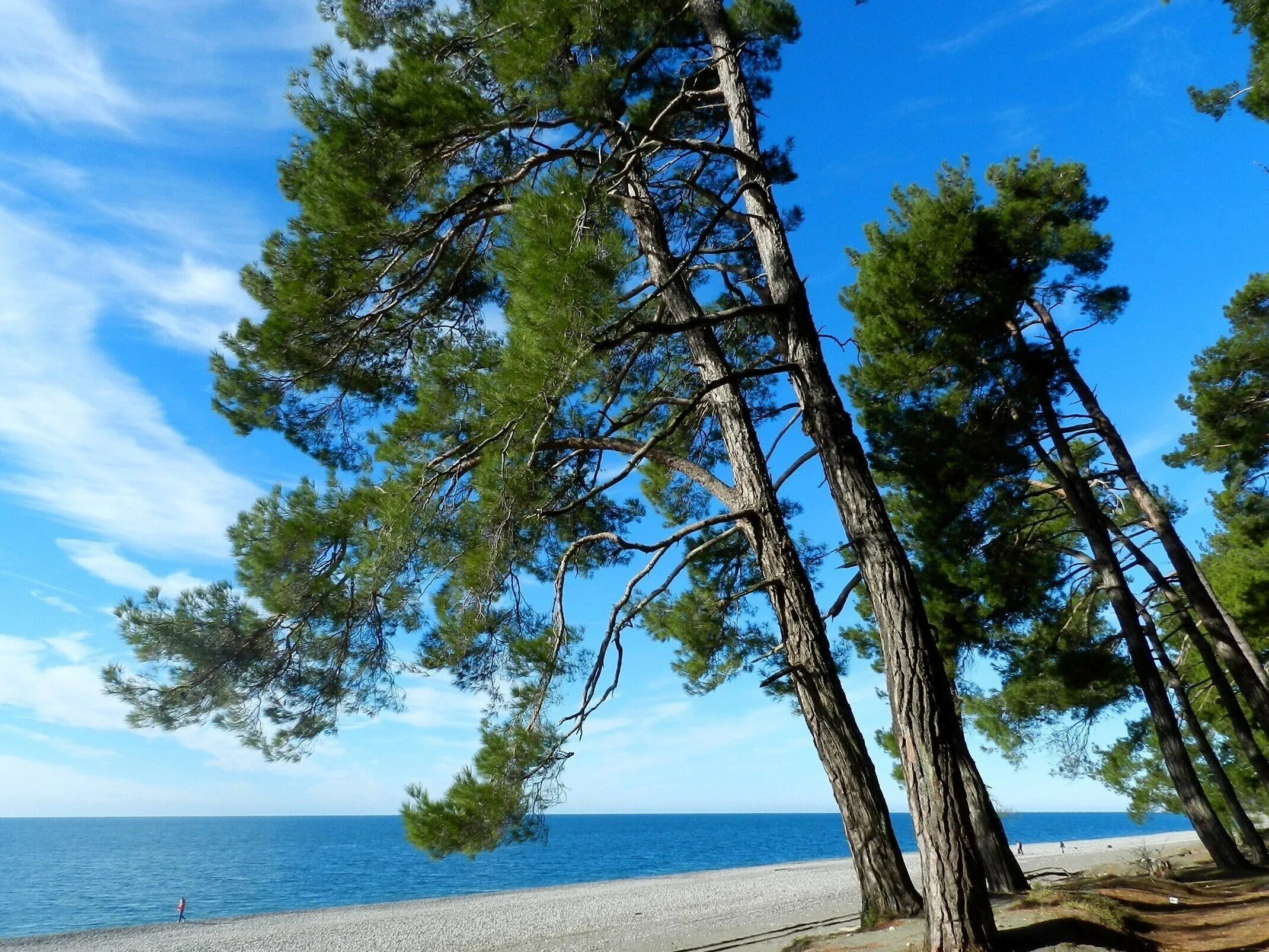 Пицундские сосны в сочи. Пицунда абхазия. Джанхотский бор пицундской сосны в геленджике. Бор пицундской сосны в геленджике. Пицунда 360.