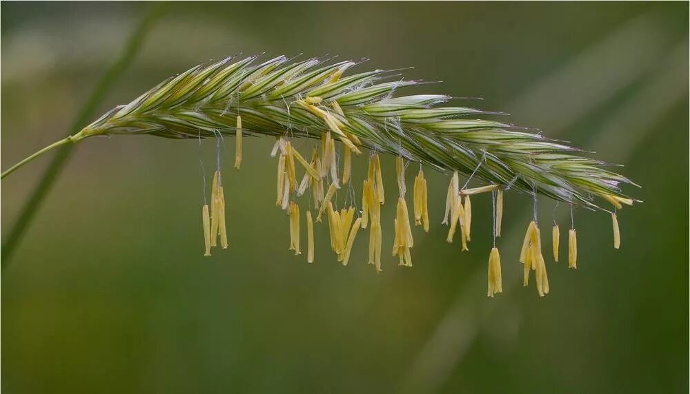 Горная рожь (Secale montanum). Дикая (Лесная) рожь (Secale Sylvestre). Рожь соцветие Колос. Соцветие озимой ржи.