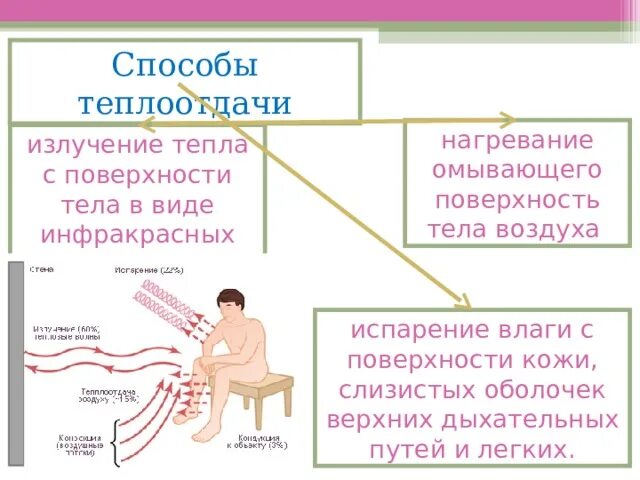 Увеличению теплоотдачи через кожу способствует. Роль кожи в терморегуляции 8 класс биология. пути теплоотдачи с поверхности кожи. биология 8 класс терморегуляция организма закаливание. способы теплоотдачи организма.