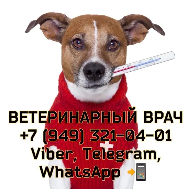 Международный день ветеринарного врача 2025. С днем ветеринарного врача. международный день ветеринарного врача 2025. поздравление с днём ветеринара в картинках.