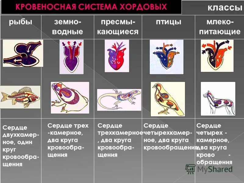 Дыхательная система ланцетника схема. Тип кровеносной системы у хордовых. Схема строения кровеносной системы ланцетника. Ланцетник теплокровен?. Кровеносная система типа хордовых.