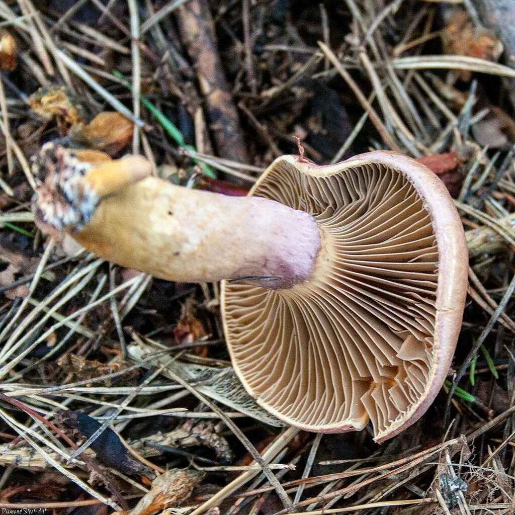 Мокруха пурпуровая (Chroogomphus rutilus). Мокруха Сосновая пурпуровая. Мокруха швейцарская гриб. Гриб горчак пластинчатый.