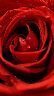 Rose up