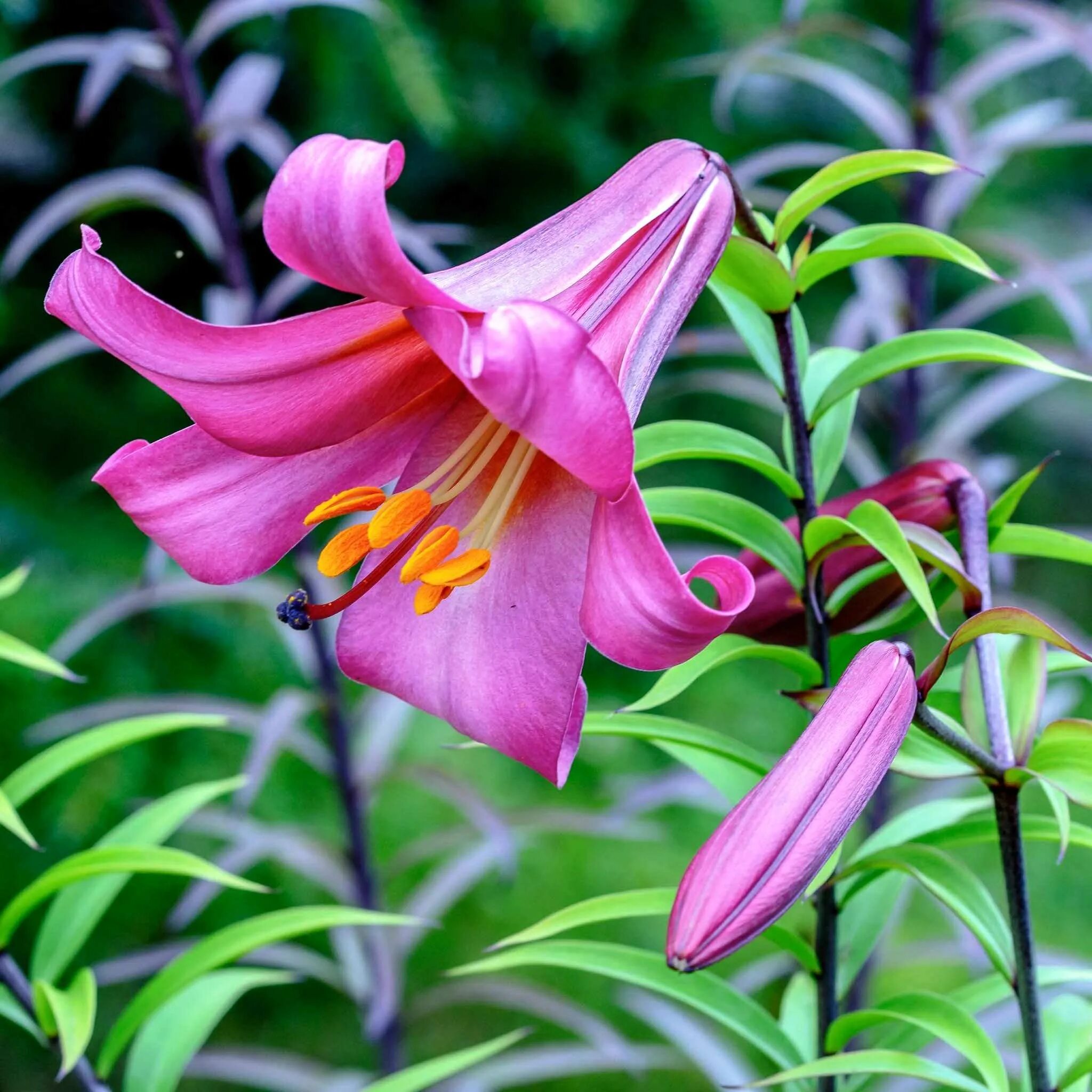 лилии пинк перфекшн трубчатая. лилия регале альбум. лилия трубчатая пинк перфекшн. лилия регале королевская. лилия трубчатая пинк планет.