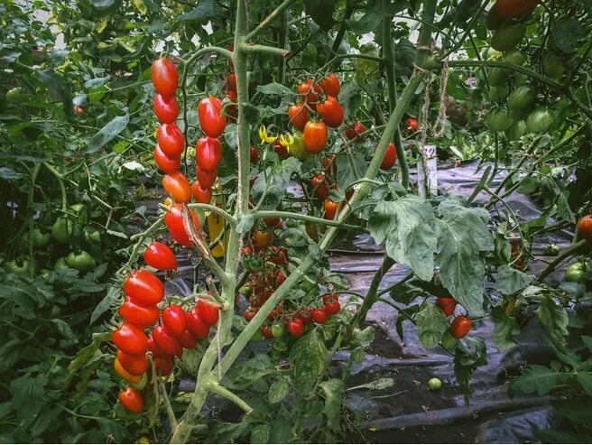 Matt's Wild Cherry Tomato Etsy in 2022 Tomato, Cherry tomatoes, Rare seeds