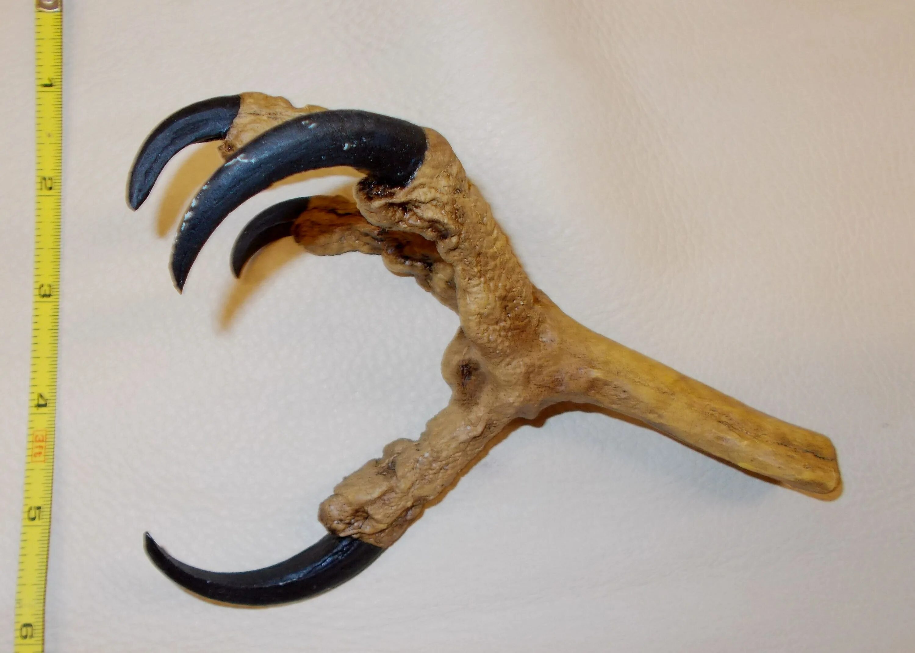 Sharp claws