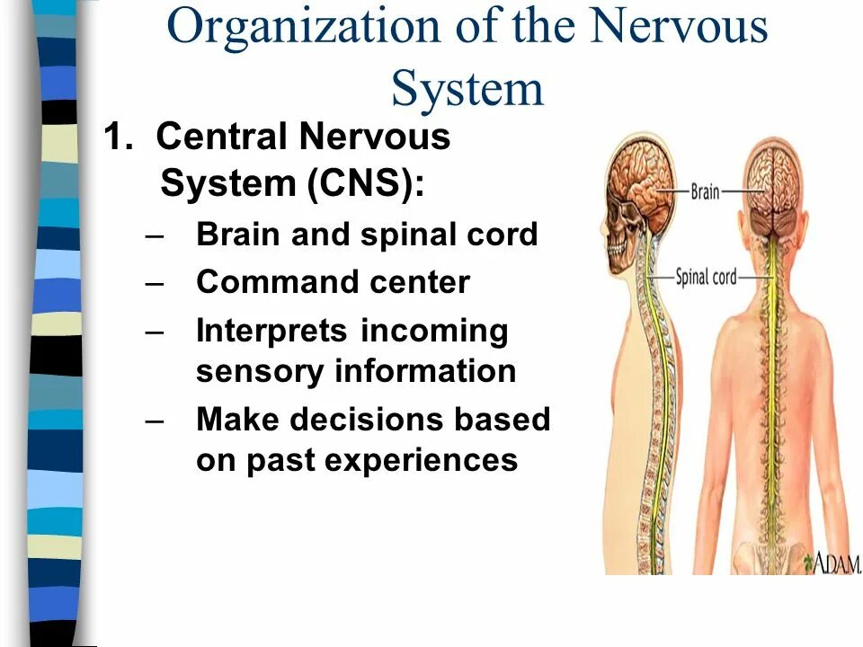 Nervous system diagram. Центральная нервная система. Physiology of nervous system. Строение нервной системы человека. Схема периферической нервной системы.