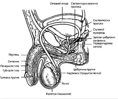 Комикс кейіпкерлеріне ұқсайтын порно жұлдыздар