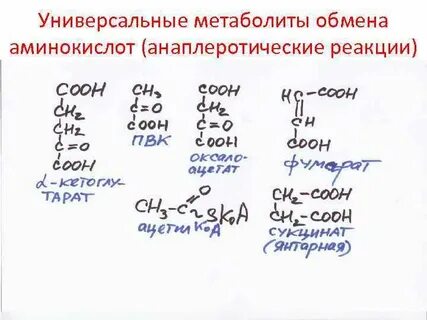 Гликогенные аминокислоты это