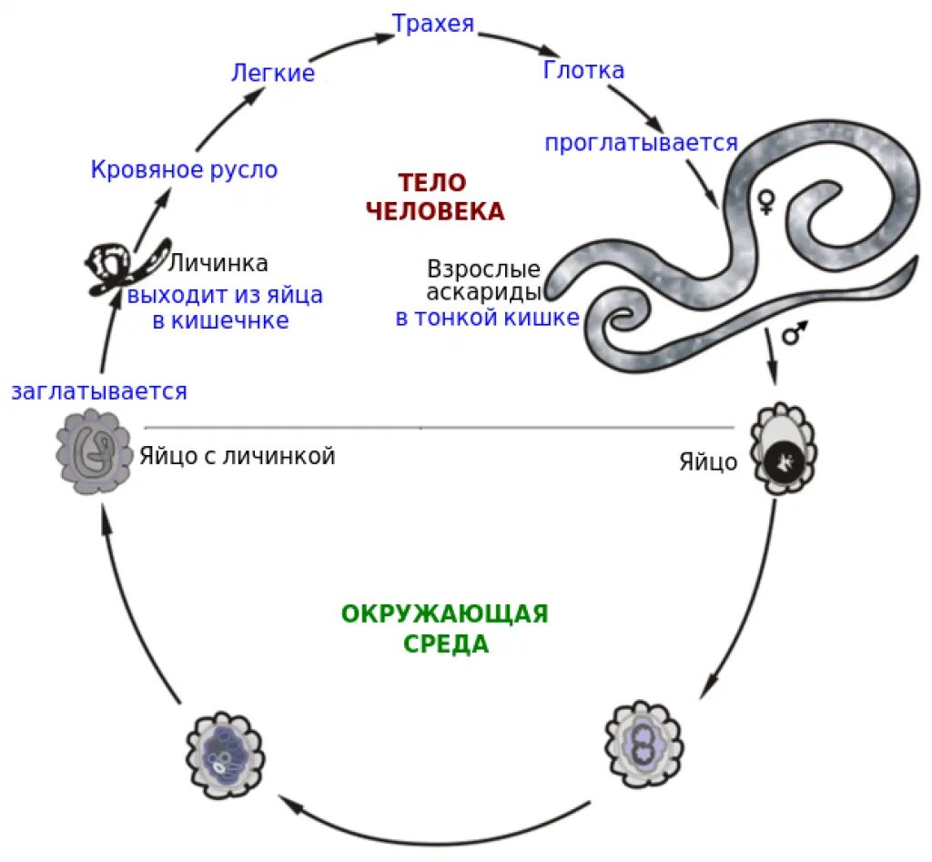 Стадия жизненного цикла червя. Цикл развития аскариды схема. Цикл развития аскариды человеческой схема. Схема жизненного цикла аскариды (Ascaris lumbricoides). Жизненный цикл аскариды схема.