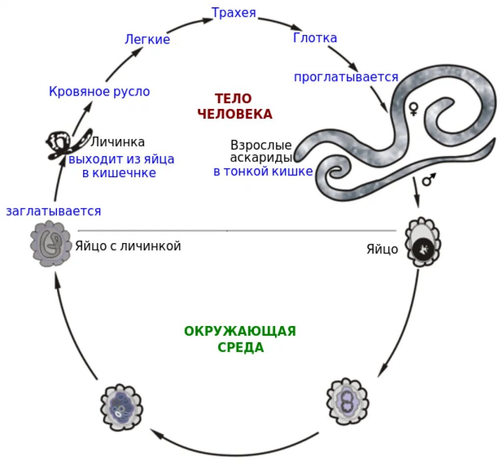 Цикл развития аскариды схема. Цикл развития аскариды человеческой схема. Схема жизненного цикла аскариды (Ascaris lumbricoides).