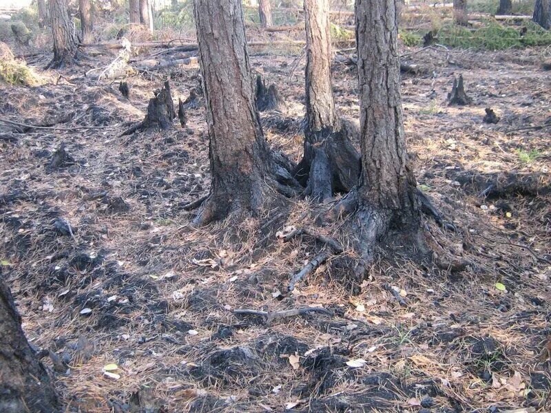 Восстановление елового леса после пожара. Лес после пожара. Хвойный лес после пожара. Сосны после пожара. Изучение леса после пожара.